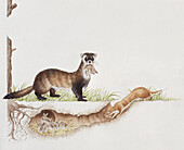 Black-footed ferret, illustration