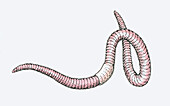 Earthworm, illustration