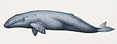 Gray whale calf, illustration