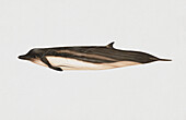 Shepherd's beaked whale, illustration