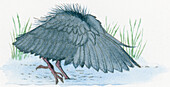 Umbrella bird, illustration