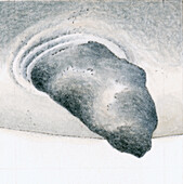 Whale's fin, illustration
