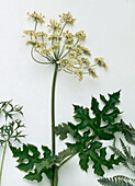 White flowerhead of cow parsley