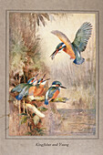 Kingfisher and young, illustration