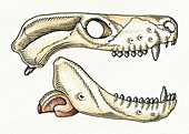Skull of the mammal-like reptile Thrinaxodon