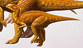Hadrosaurs, illustration