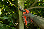 Removing weak shoots from the main stem of a large bay tree