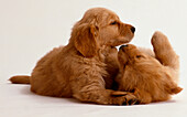 Two golden retriever puppies playing together