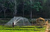 Farm labourer watering a field