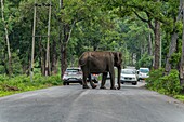 Female elephant blocking the road