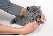 Person clipping claws of blue Persian kitten
