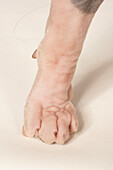 Paw of purebred adult Sphynx cat