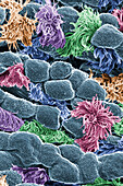 Cells lining a mouse's trachea, helium ion micrograph
