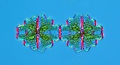 Euastrum desmid cell division, light micrograph