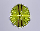 Micrasterias desmid, light micrograph
