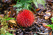 Red durian