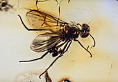 Long-legged fly trapped Baltic amber