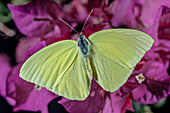 Cloudless sulpher butterfly
