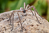 Giant crab spider