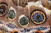 Painted lady butterfly wing scales