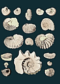 Cretaceous Nautili and ammonite fossils