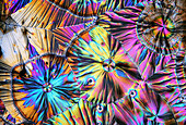 Dopamine crystals, light micrograph