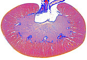 Saggital section of rabit kidney, light micrograph