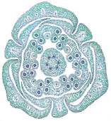 Lillium flower bud, light micrograph