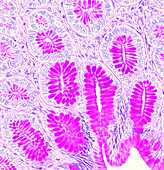 Mucus secretory glands in cardiac stomach, light micrograph