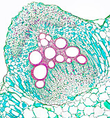 Vascular bundle, cucurbita, light micrograph