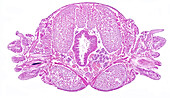 Nereis parapodia, light micrograph