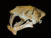 False saber tooth cat skull (Hoplophoneus primaevus)