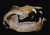 Ice age cave bear skull