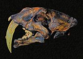 Saber tooth cat skull