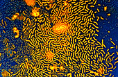 Aquatic surface bacteria, light micrograph