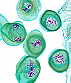 Lily (Lilium sp.) pollen mother cells, light micrograph