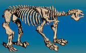 Megatherium, extinct ground sloth