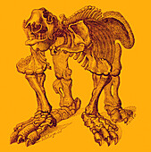 Megatherium, Cenozoic mammal