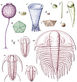 Cambrian fauna