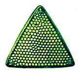 Triceratium favus diatom, early photomicrograph