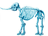 Mastodon skeleton