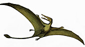 Pterodactyl, extinct flying reptile