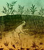 Agriculture, medieval farming
