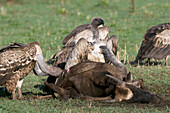 Vultures eating wildebeest