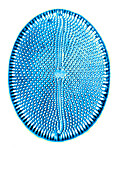 Diatom, from Bori, Hungary, early photomicrograph