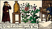 Apiculture, beekeeping, 18 century
