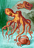 Octopi and crab, 1833