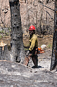 Sawyer preparing to cut down a tree damaged in forest fire