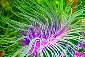 Anemone, abstract image