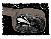 Badger asleep in underground den, illustration